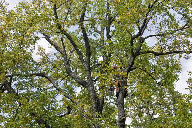 Best Tree Preservation Services  in Vine Hill, CA